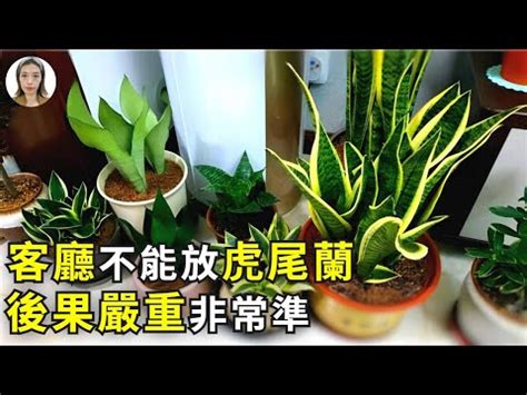 招財風水禁忌擺放虎尾蘭風水|虎尾蘭風水禁忌：避厄運！這些地方千萬不能放 